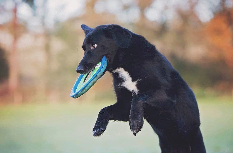 CHUCK IT - Frisbee flottant Zipflight pour chien
