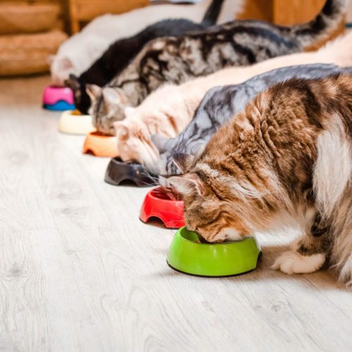 Nourriture pour chats