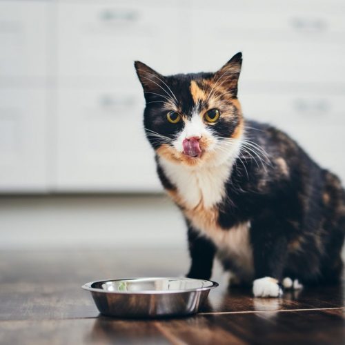 Bols de nourriture et abreuvoirs pour chat