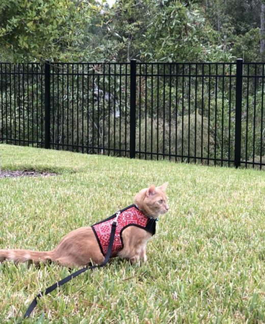 Harnais Colliers Et Laisses Pour Chats Letourno