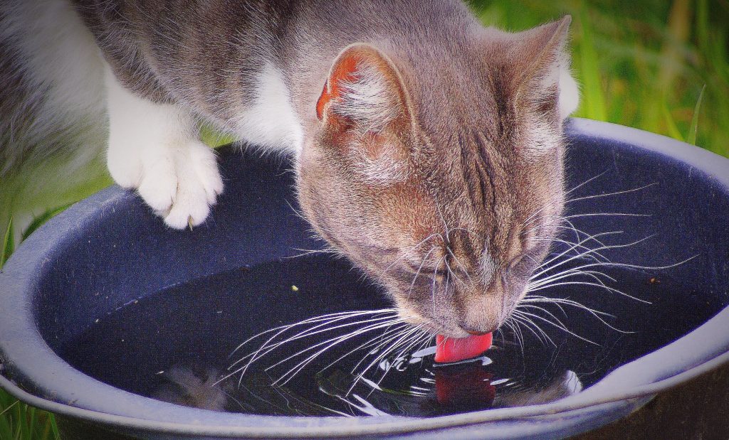 Plan rapproché d'un chat buvant son eau aidant à réduire le risque de cristaux dans ses urines