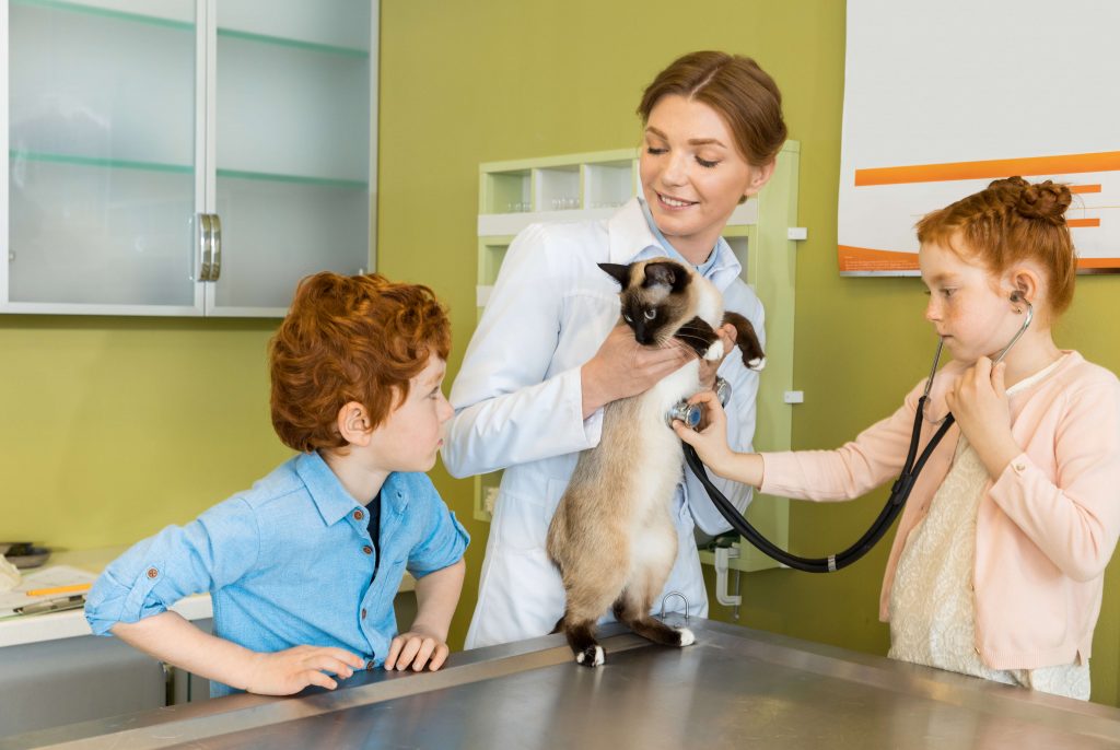 Le vétérinaire tenant le chat dans ses mains pendant que la jeune fille examine l'animal