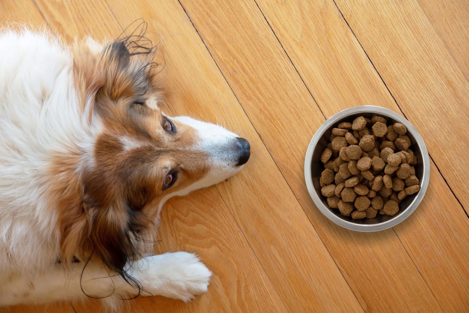 Le chien Shepherd allongé sur le planché devant son bol de nourriture, incertain de vouloir manger