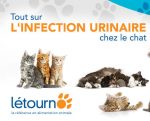 Tout sur L'INFECTION URINAIRE chez le chat chez Létourno