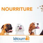 Six chiens tentés par la meilleure nourriture pour chiens chez Létourno