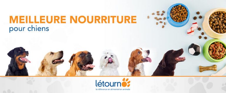 Quelle est la meilleure nourriture pour chien? Découvrez les conseils de Létourno!
