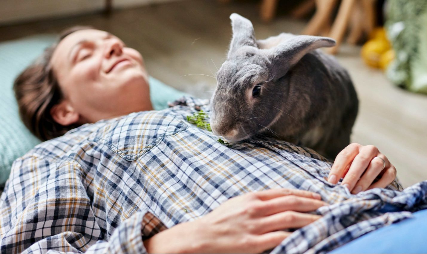 5 choses à savoir avant d'adopter un lapin nain