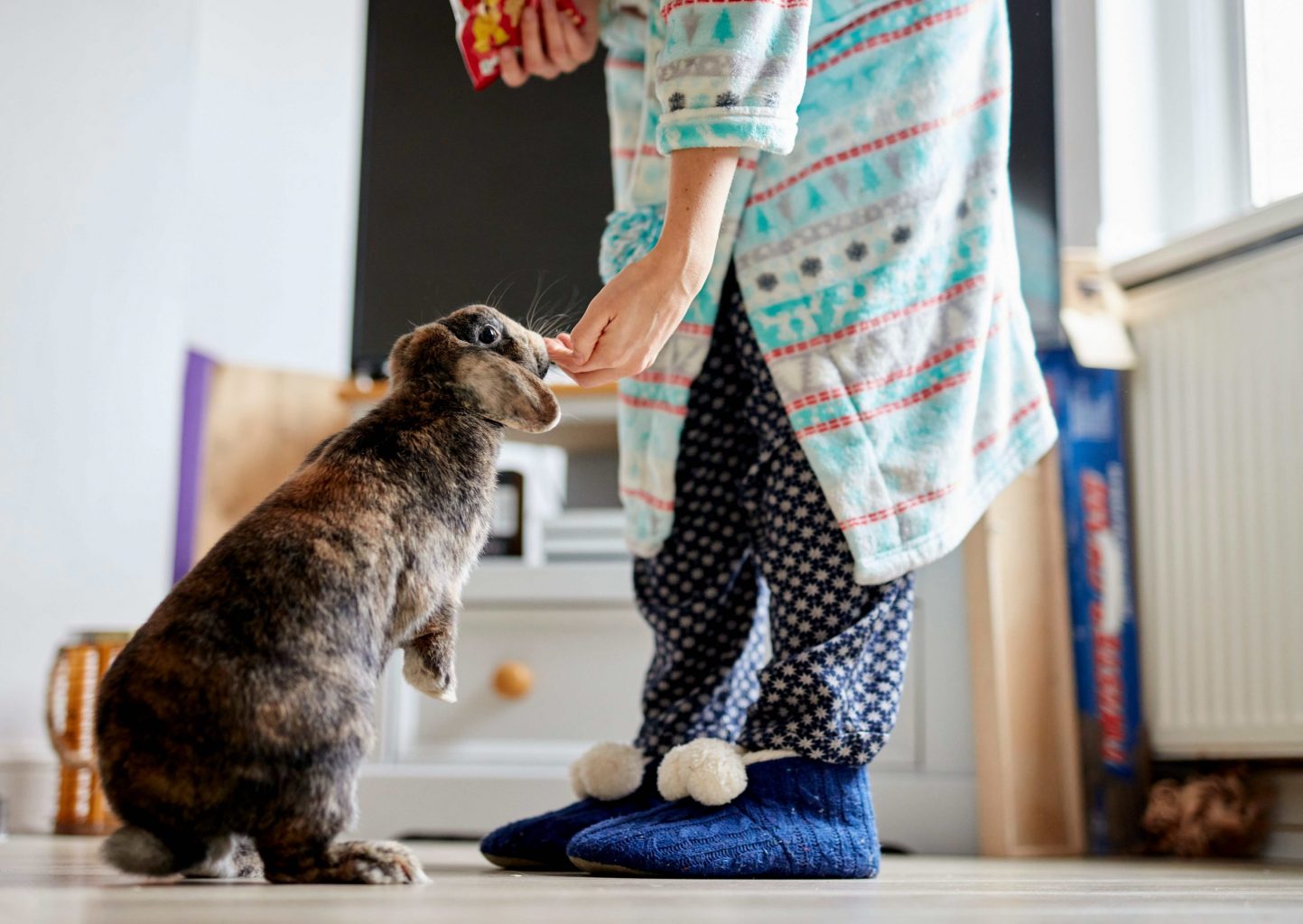 Alimentation du lapin : Guide complet et conseils