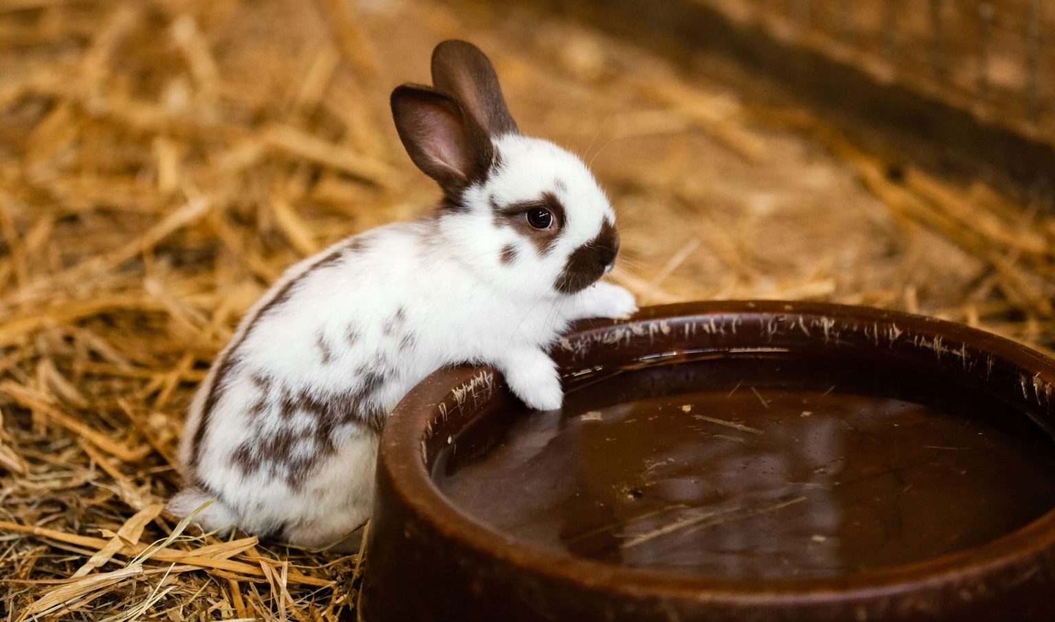 Le petit lapin blanc sur le foin essaye d'atteindre son grand bol d'eau fraîche