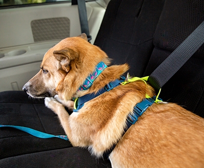 harnais de voiture pour chien de RC PETS