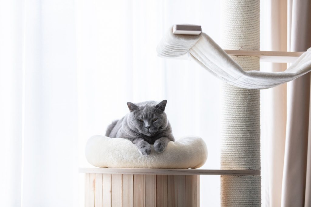 Un chat gris domestique couché sur son arbre à chat incluant le griffoir