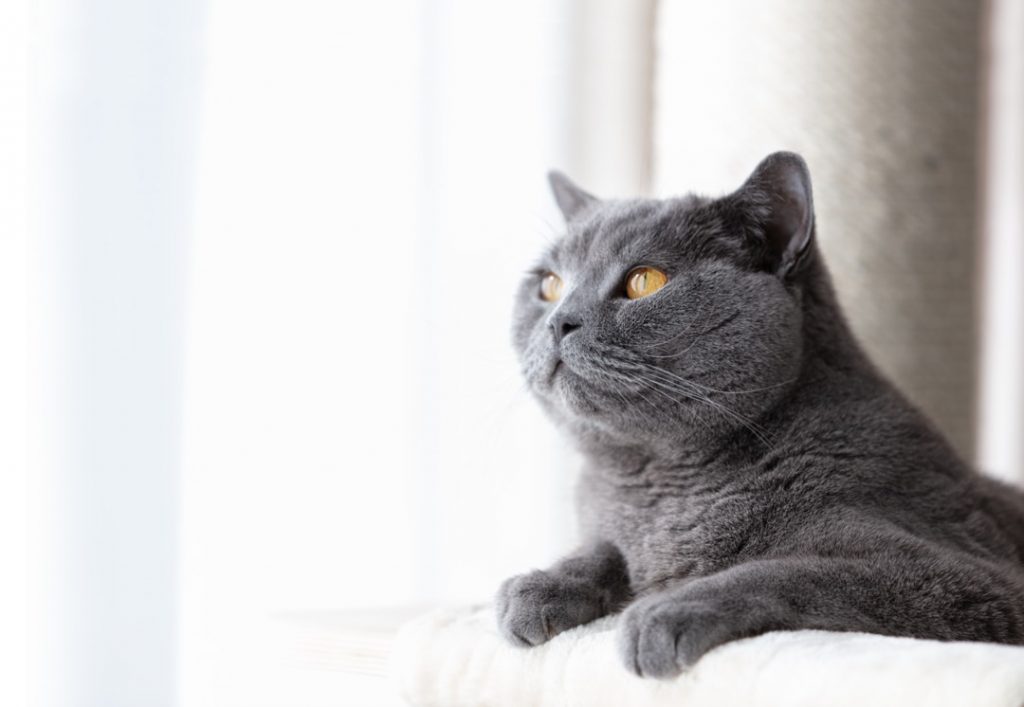 Plan rapproché d'un chat gris domestique couché sur son arbre à chat regardant vers le haut