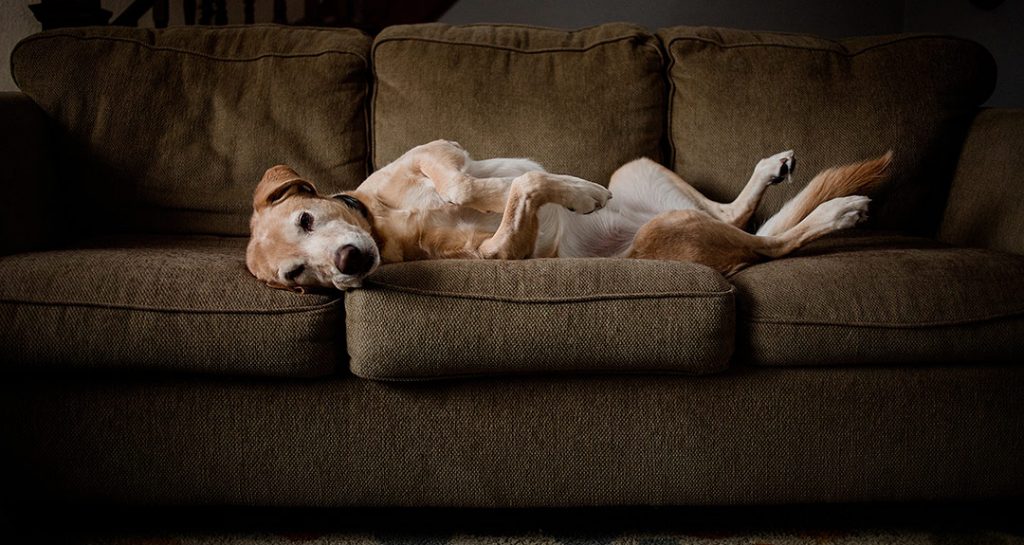 vue d'un chien couché sur un sofa