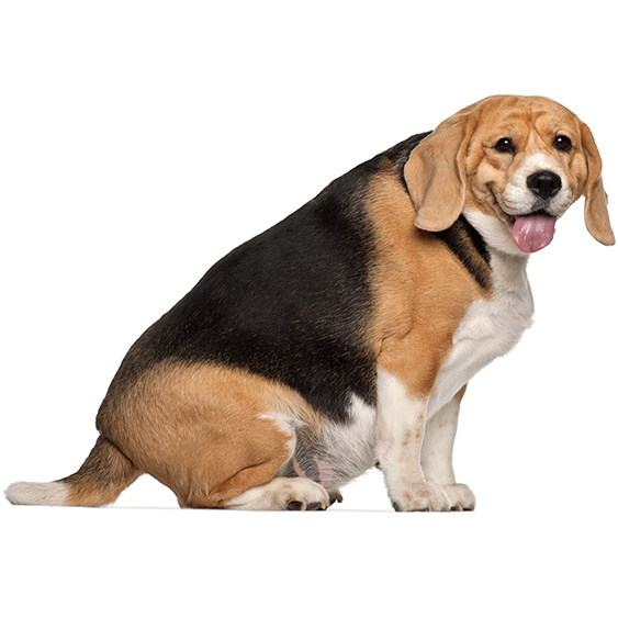 un chien Beagle avec un problème de surpoids
