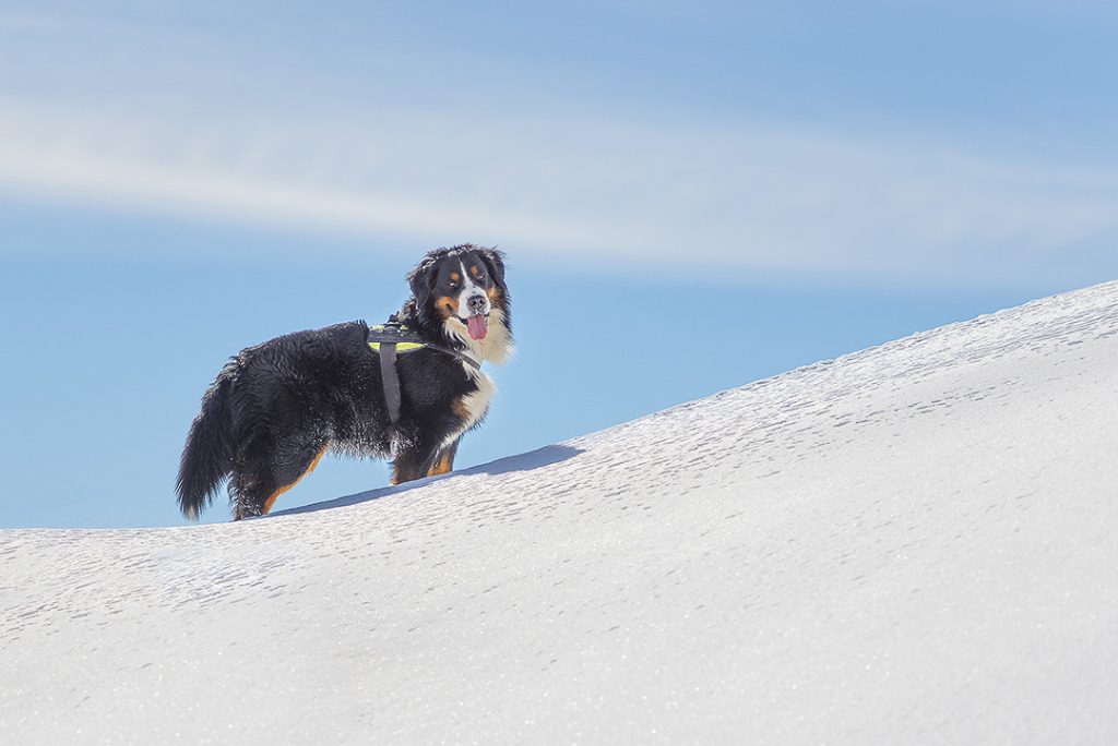 vue de profile d'un chien dans la neige avec un harnais