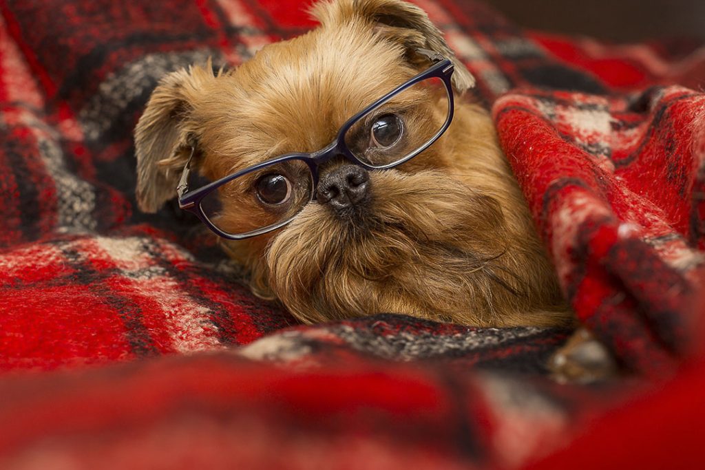 chien avec une pair de lunette sur le museau