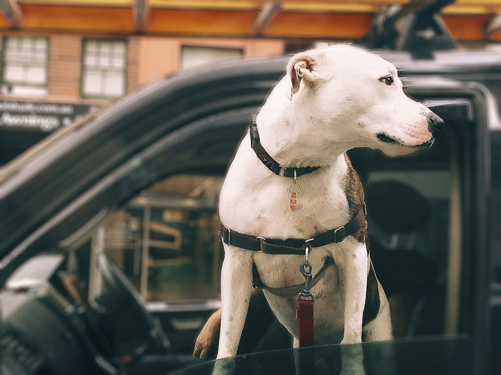 un chien avec la tête sortie par la fenêtre d'une automobile