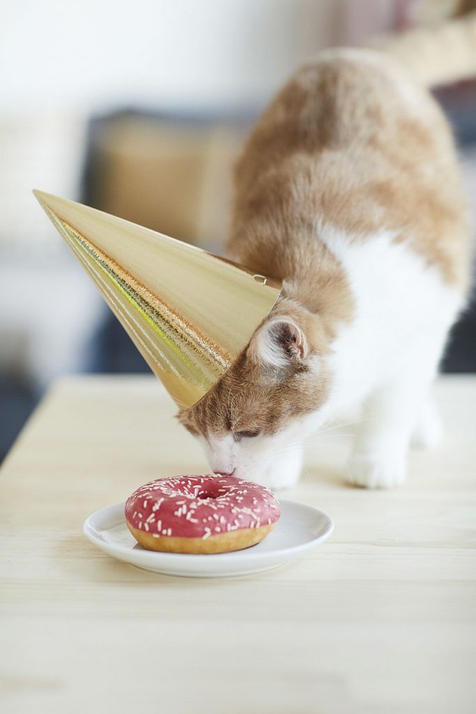 un chat avec un chapeau d'anniversaire reniflant un beigne