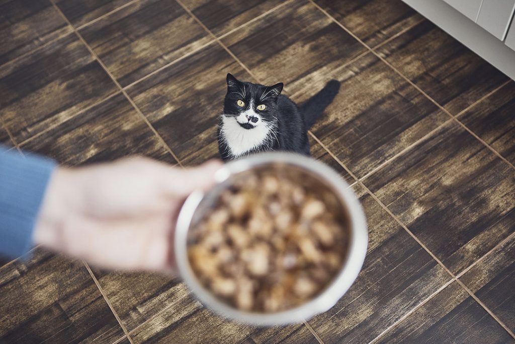 un chat attendant de recevoir son repas