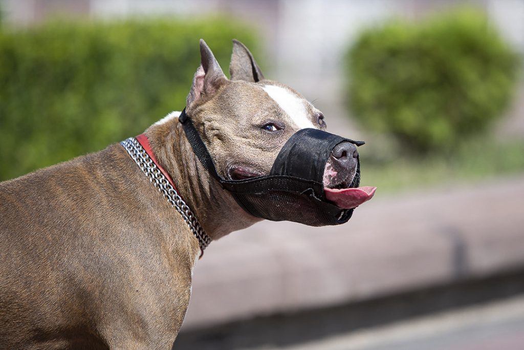 vue de profile d'un chien lors d'une promenade en ville