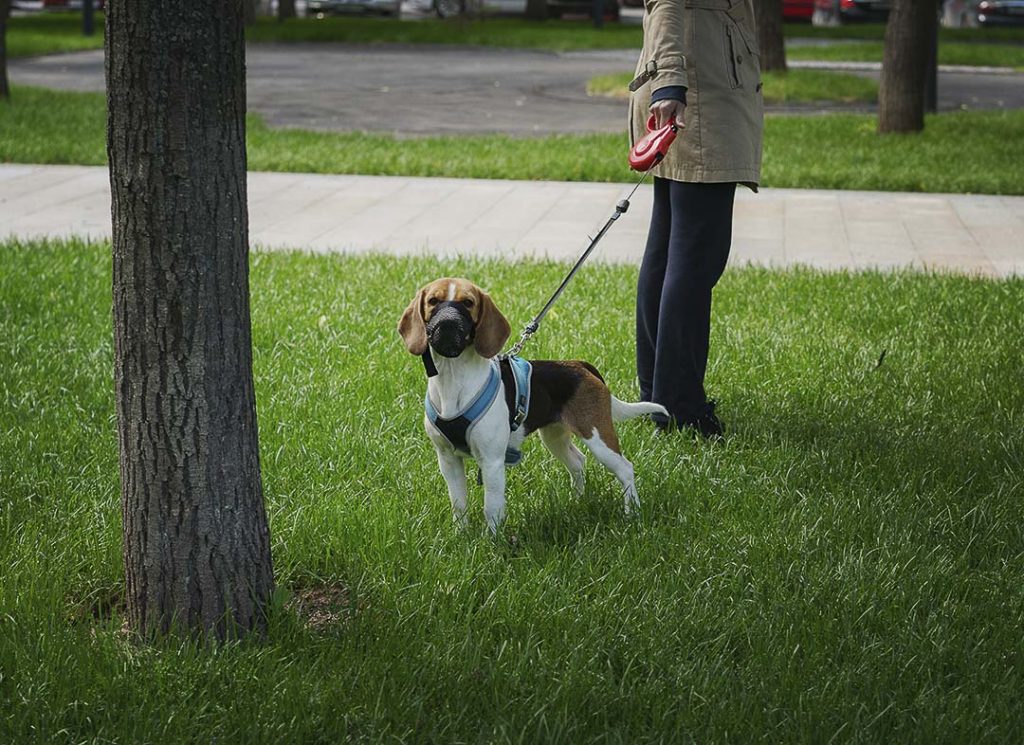 un chien beagle en laisse avec une muselière
