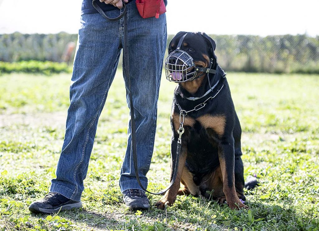 vue d'un Rottweiler avec une muselière pendant une scéance d'entrainement