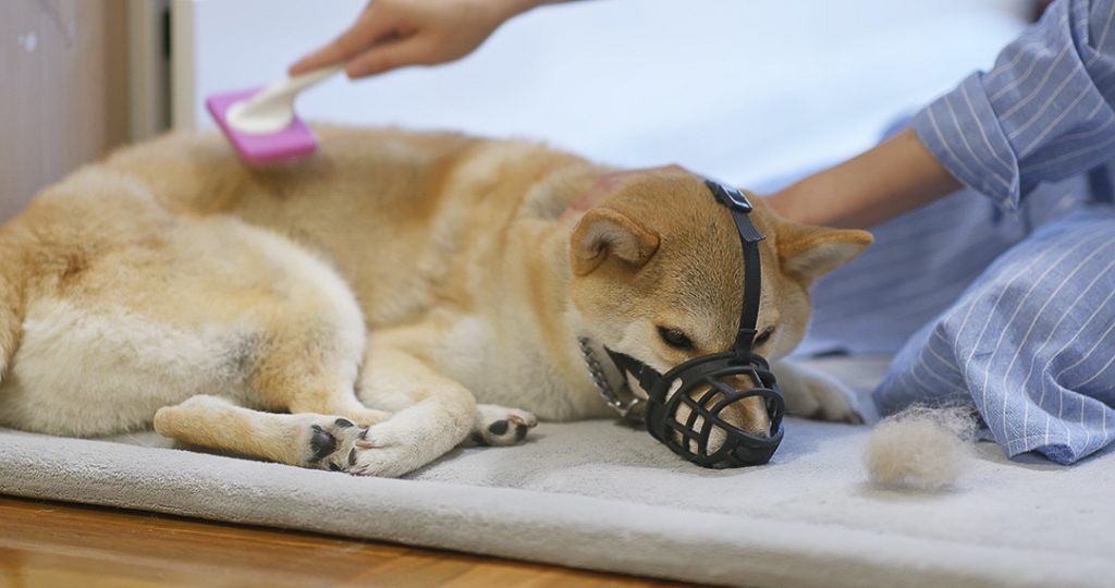 un chien Shiba Inu avec une muselière se fesant brosser