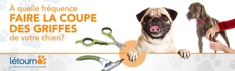 C’est l’heure de la coupe des griffes de votre chien ? Nos conseils d’experts.
