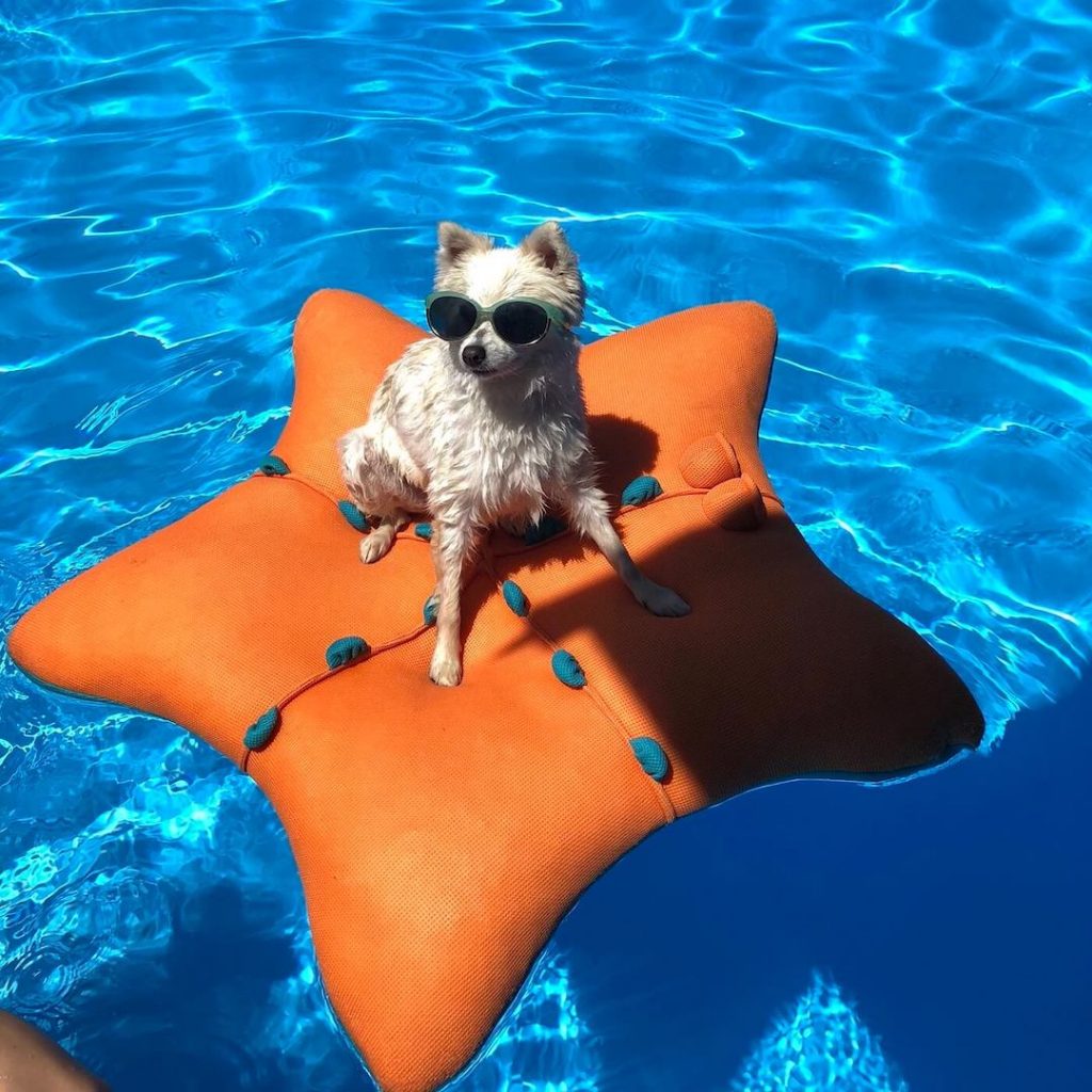 Petit chien avec paire de lunettes solaire garé sur une bouée de protection dans une piscine