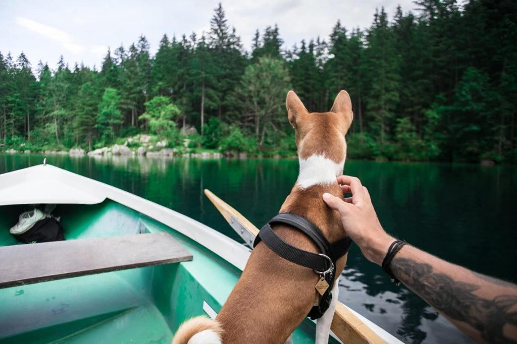 Chien sur un canot protégé par son maître avec l'eau calme d'un lac en forêt