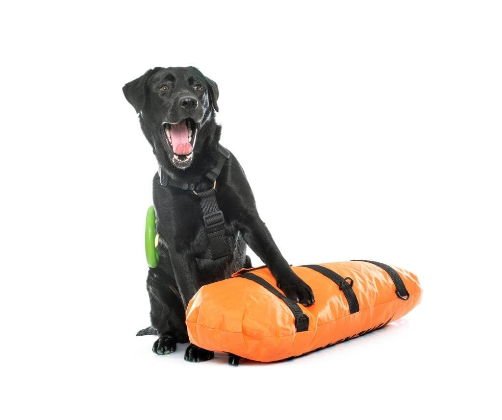 chien labrador noir effectuant l'installation de sa veste de flottaison