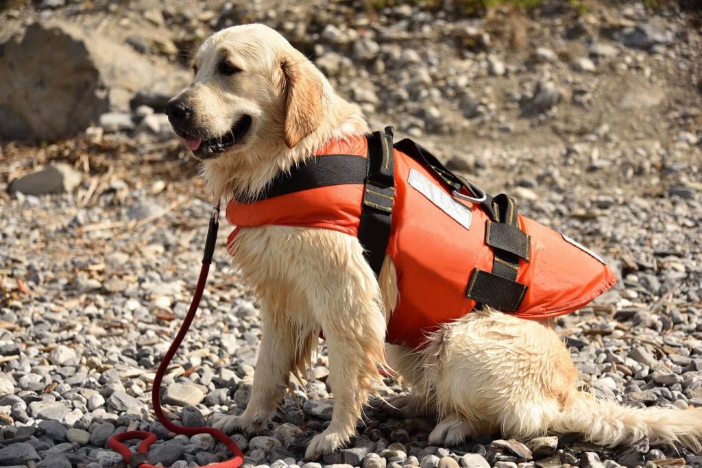 chien Golden Retriever trempé d'eau portant sa veste de flottaison