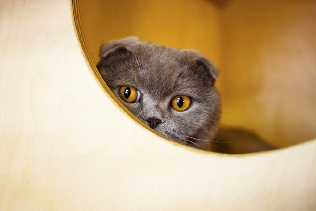 un chat caché dans sa boite de jeu