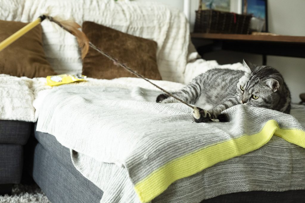 un chat avec un un jouet sur un sofa