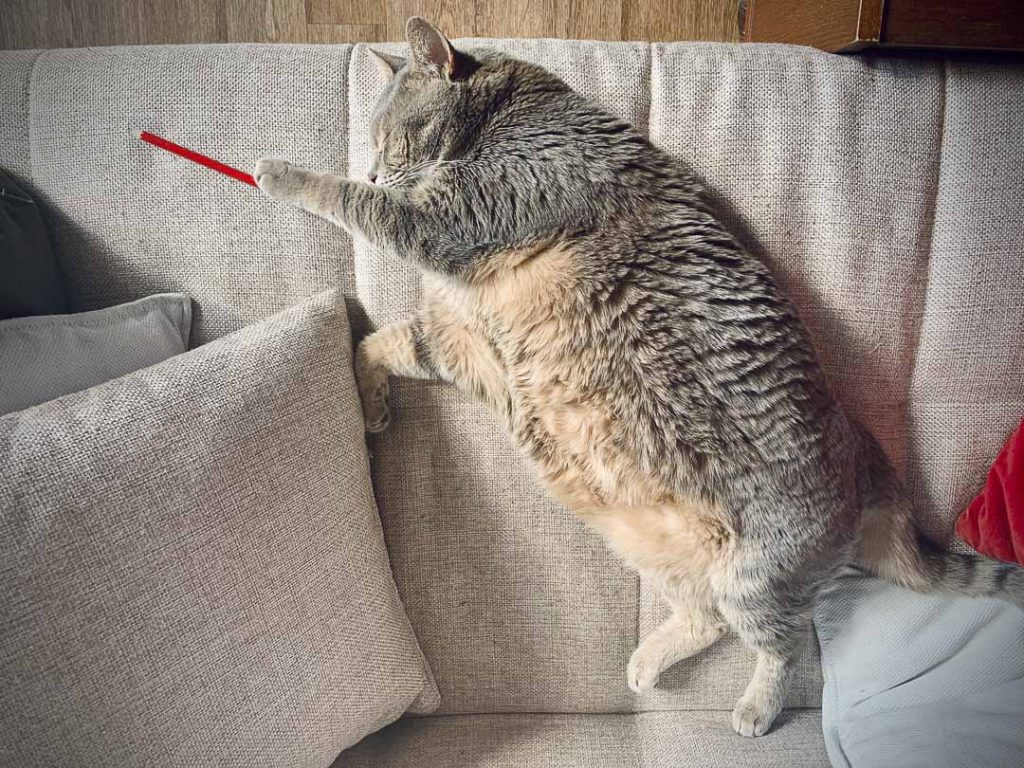 un chat obèse couché sur un sofa