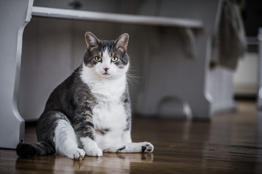 un chat obèse assis sur un planché en bois