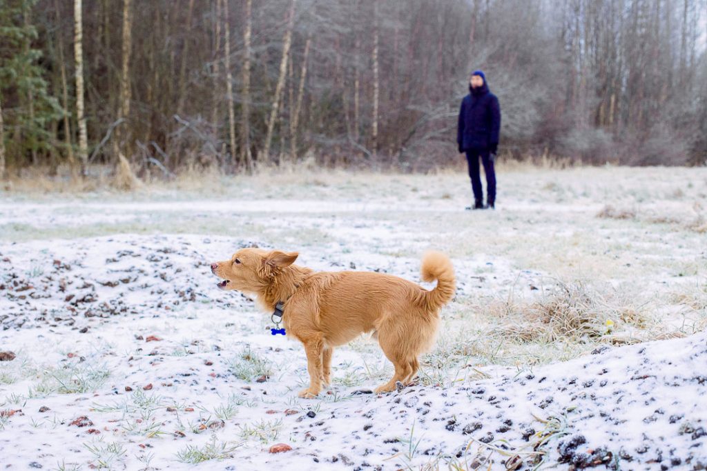 un petit chien qui aboie sur un terrain en hiver