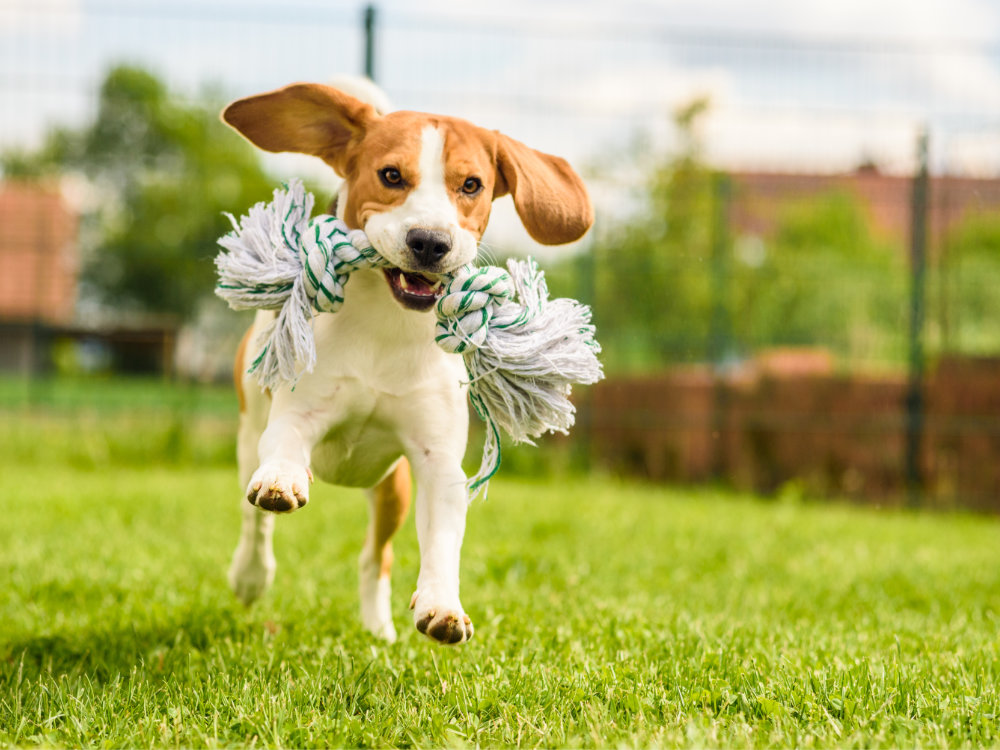 beagle courant dans l'herbe trainant avec lui un os en corde