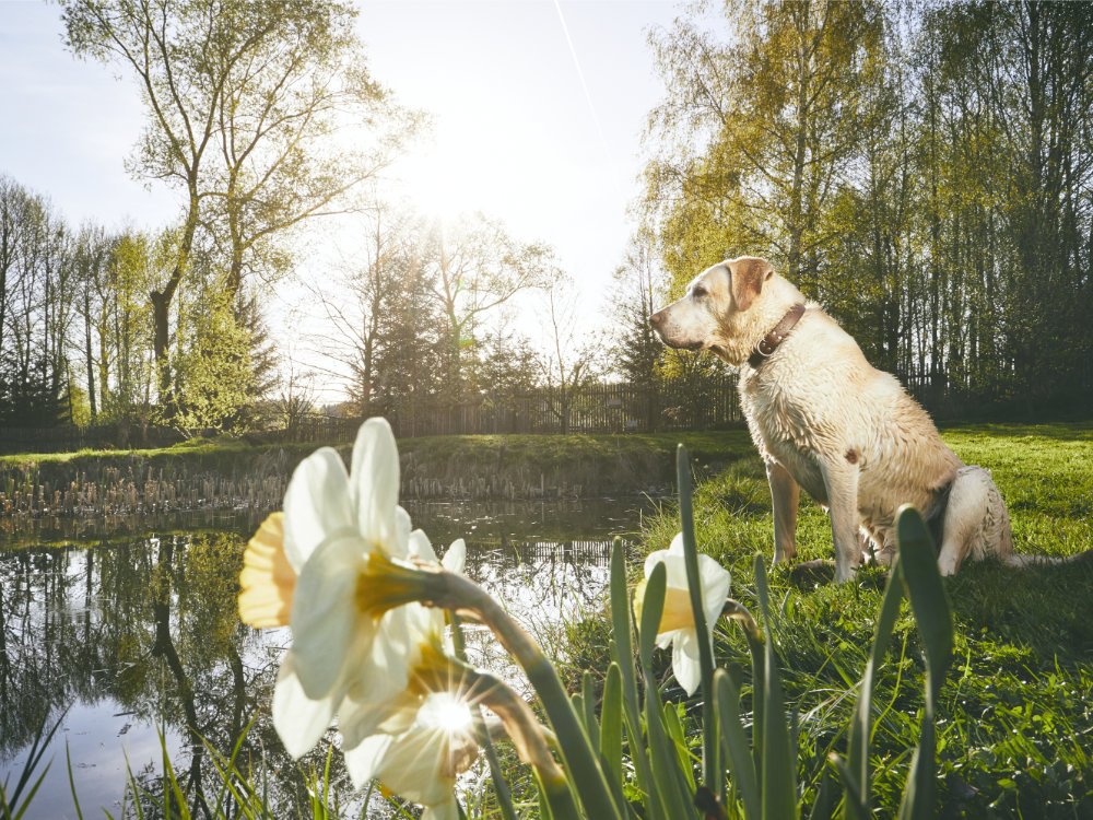 Labrador mouillé sur le bord d'un étang bordé de fleurs