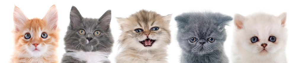vue de face de la tête de 5 chatons de race différentes