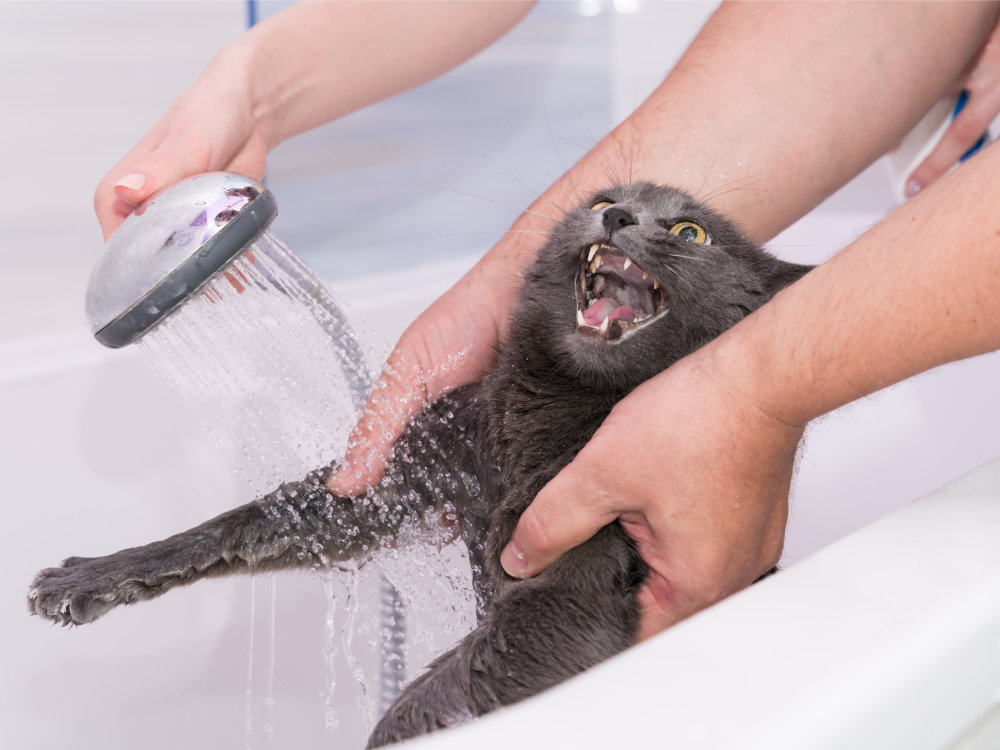 chat irrité par son bain