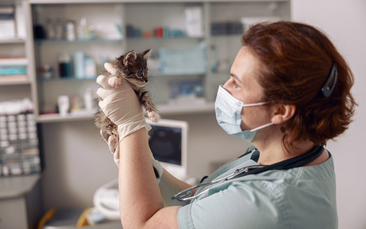 vétérinaire avec un masque qui observe un chaton dans ses mains