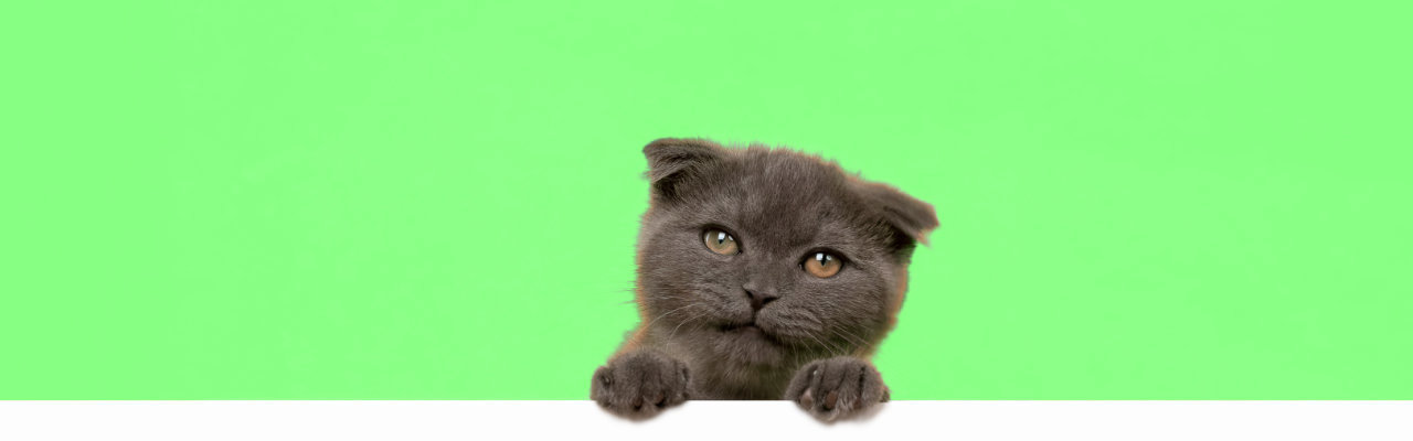 bannière verte avec un petit chaton gris