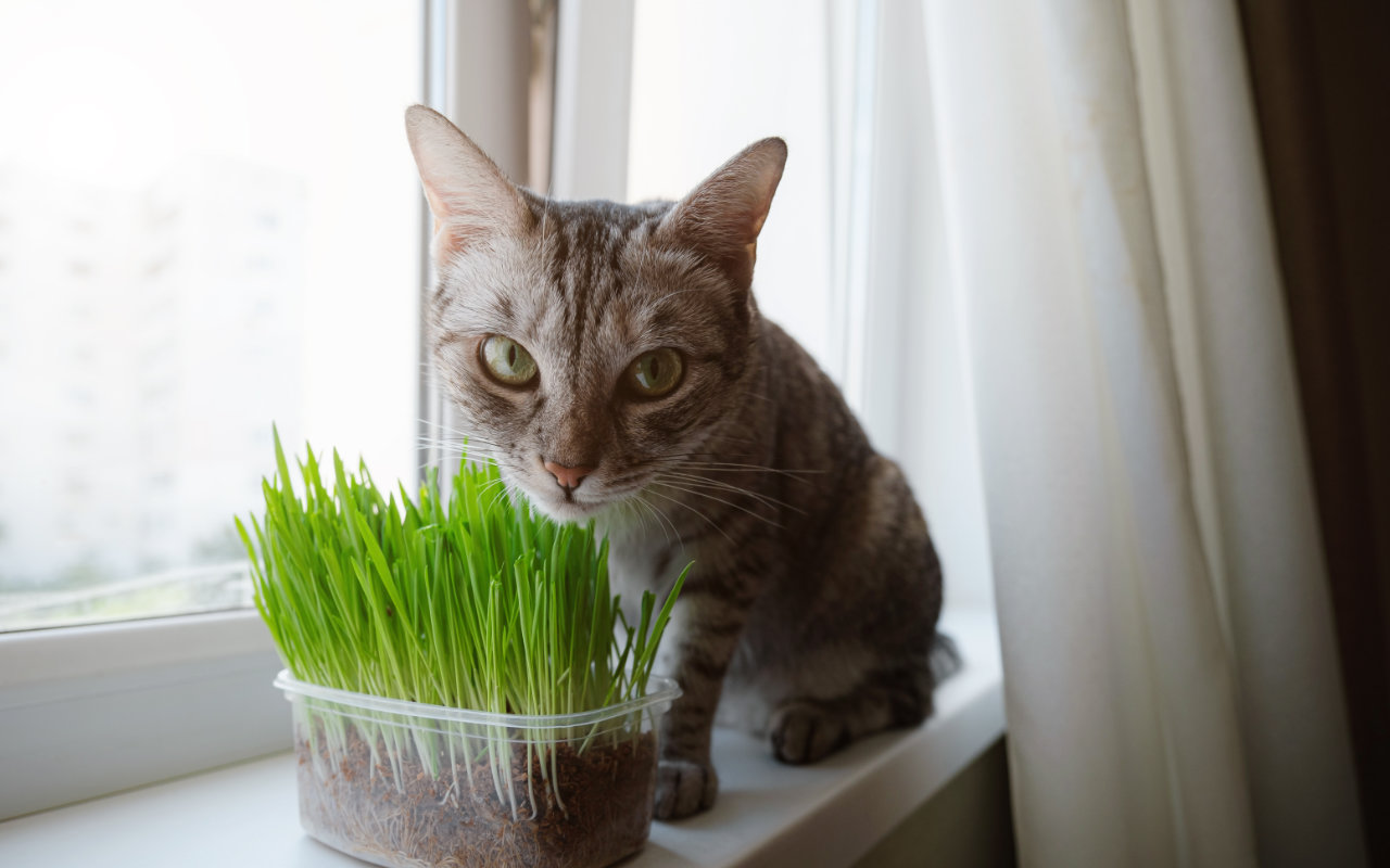 chat sur un rebord de fenêtre qui renifle un pot d'herbe à chat