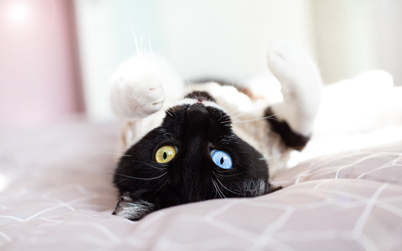 chat tuxedo aux yeux deux couleurs sur son dos sur un lit