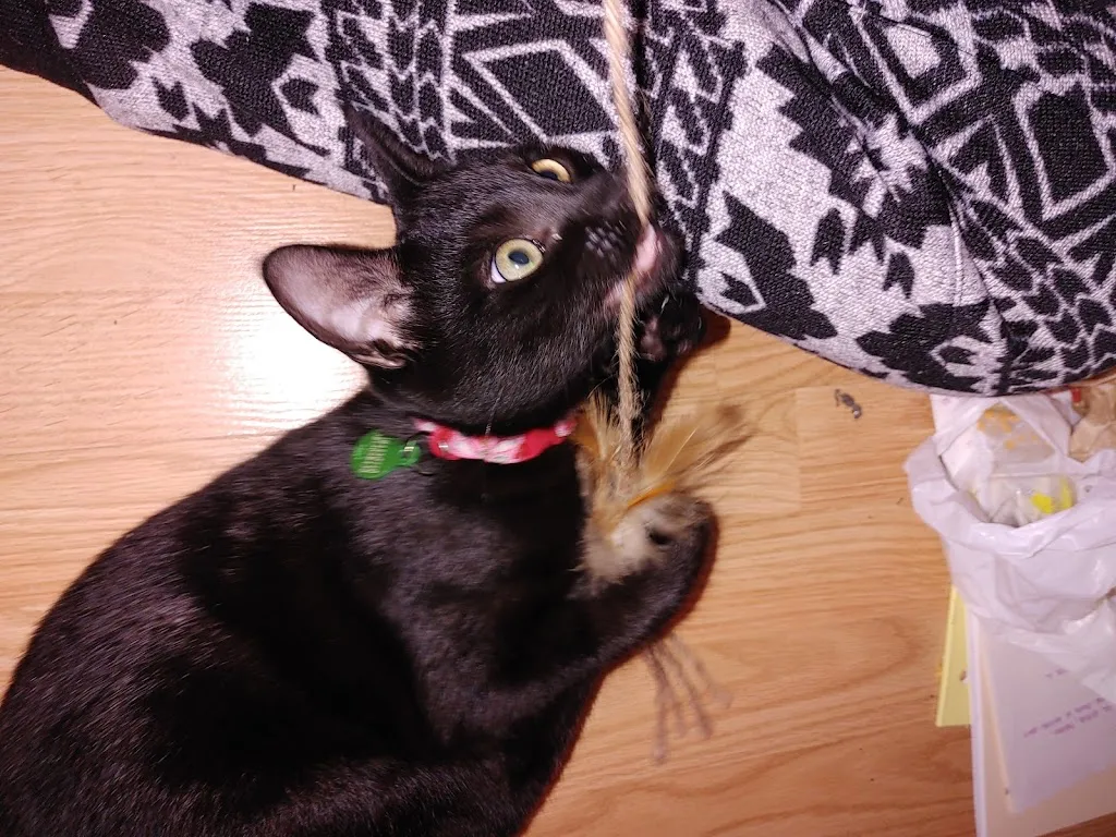 Un chat noir mordillant un jouet étant une corde à plumes.
