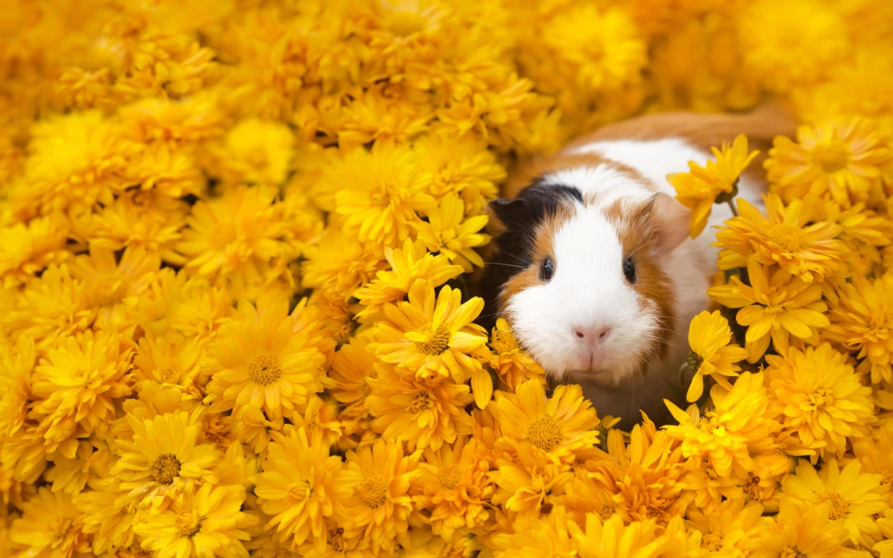 cochon d'inde dans un lit de fleurs jaunes
