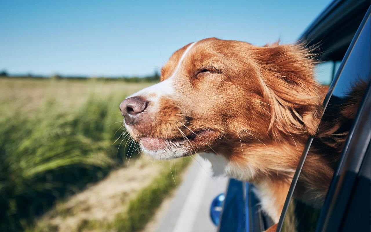 chien avec la tête dans le vent dans un véhicule en marche