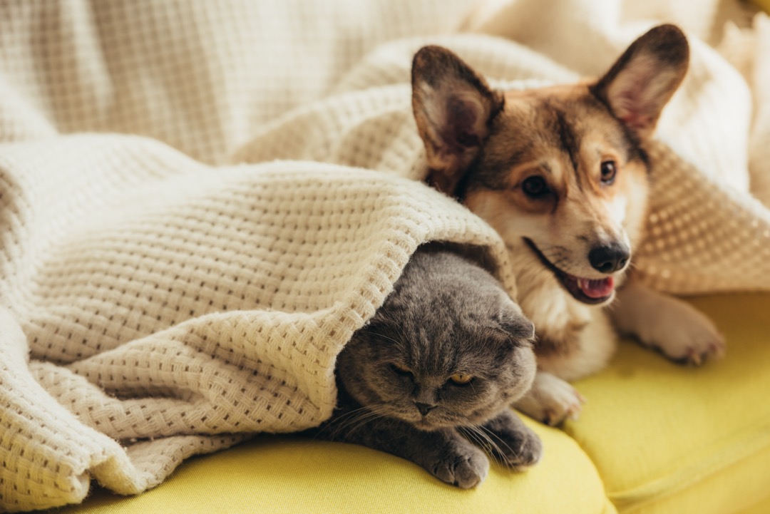 Un chien et chat côtes-à-côtes sous un drap en cohabitant.