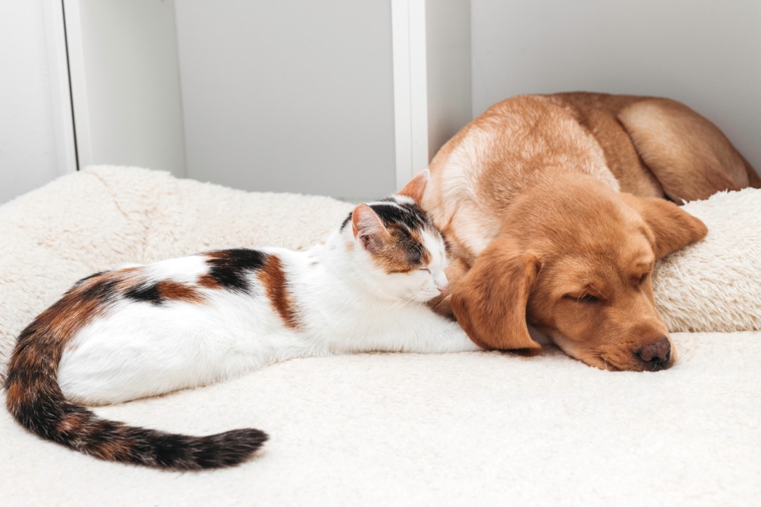 Un chien et chat allongés ensemble et en cohabitation.